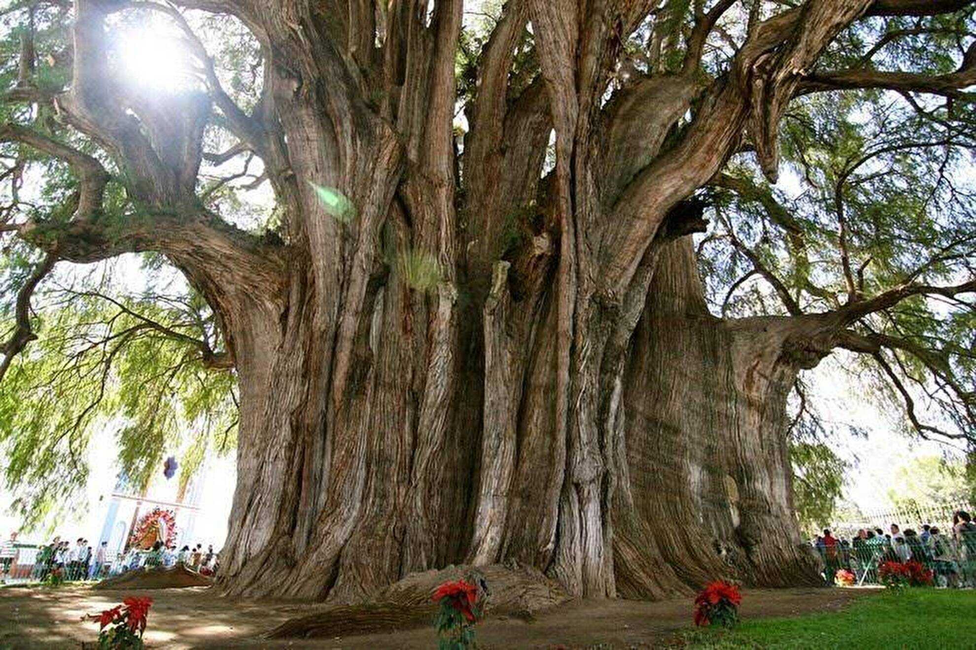 tule tree 現存する地球屈指の生命の樹